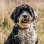 Top ten Calming Collar for Dogs